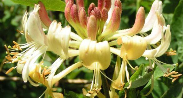 عسلة Honeysuckle