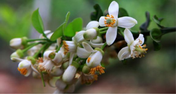زهر الجريب فروت Grapefruit Blossom