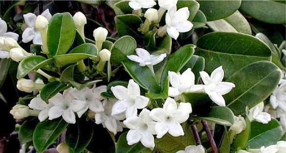 ستيفانوتس Stephanotis