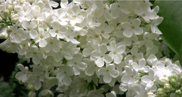 الليلك الابيض White Lilac