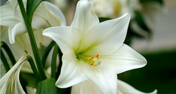 الزنبق Lily