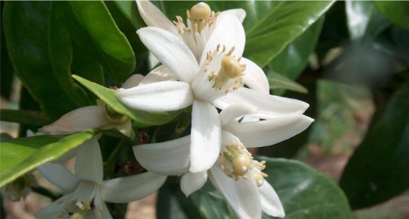 زهر المندرين Mandarin blossom