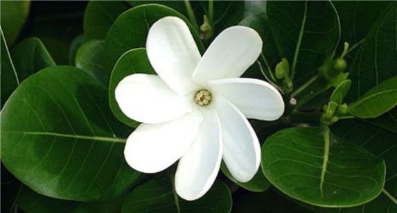 زهرة تياري Tiare Flower