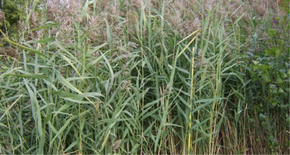 Reed نبات القصب