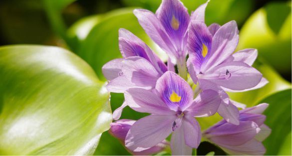 Water Hyacinth ورد النيل