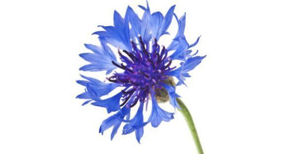 Cornflower, Sultan seeds بذور السلطان اوالقنطريون