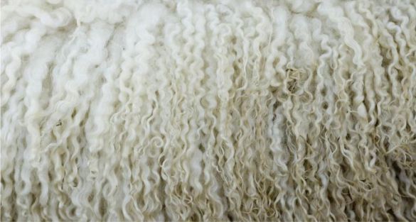 wool صوف