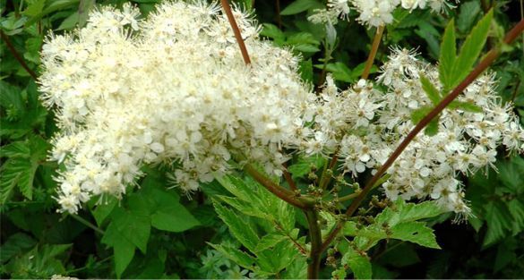 Meadowsweet اكليلية المروج