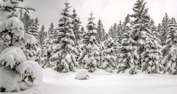 snow ثلج