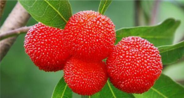 Myrica شمعية