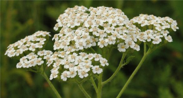 Yarrow قيصوم ألفي الاوراق