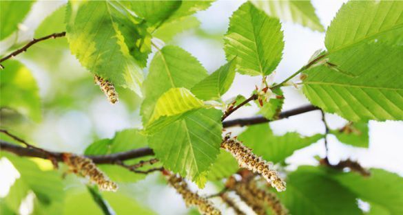 Alder نغت