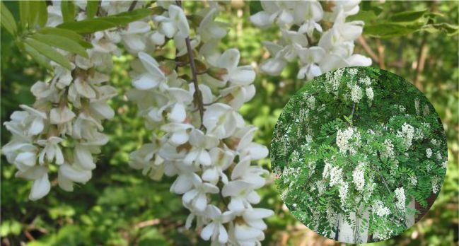 اكاسيا Black Locust