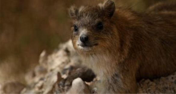 Hyrax وبريات