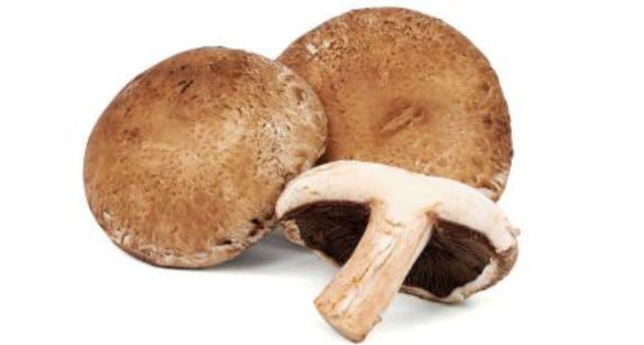 Mushroom عيش الغراب