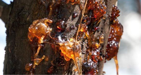 Copal كوبال