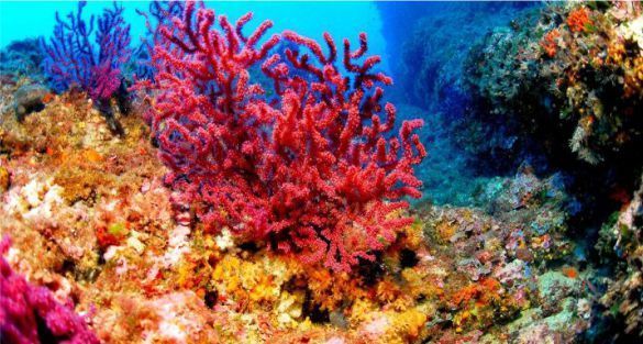Coral Reef شعب مرجانية