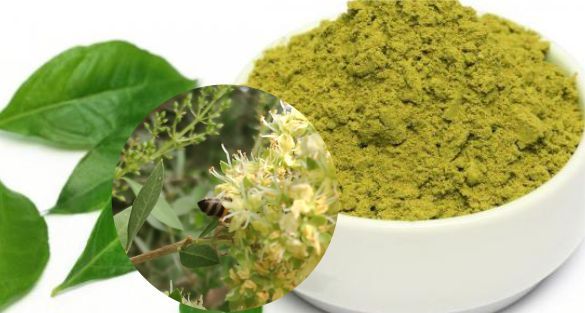Henna الحناء