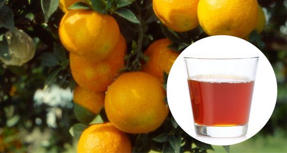 Chinotto شينوتو
