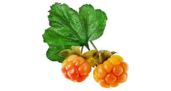Cloudberry كلودبيري