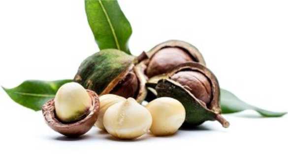 Macadamia مكاداميا او جندل