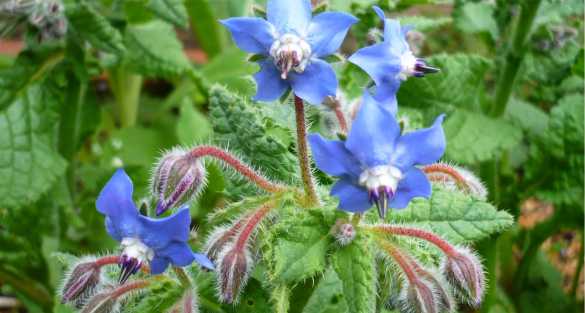 Borage لسان الثور او حمحم مخزني