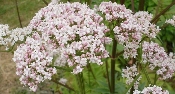 Valerian ناردين مخزني