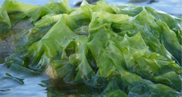 اعشاب بحرية Seaweed