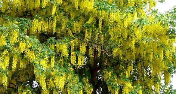 Laburnum شجر الأبنوس