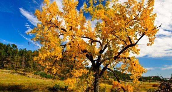 Cottonwood (Poplar) الحور