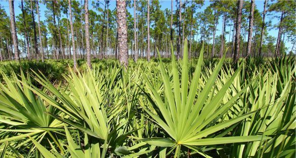 saw palmetto بلميط منشاري