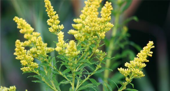 Goldenrod عصا الذهب