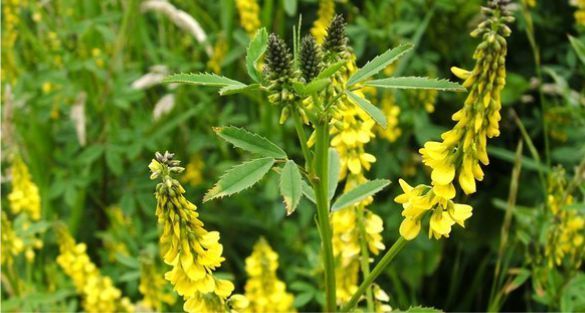 Melilot (Sweet Clover) اكليل الملك