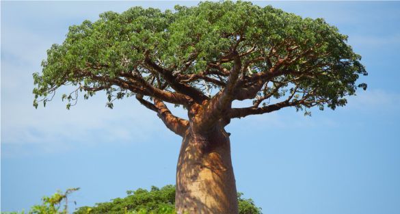 Baobab شجرة التبلدي