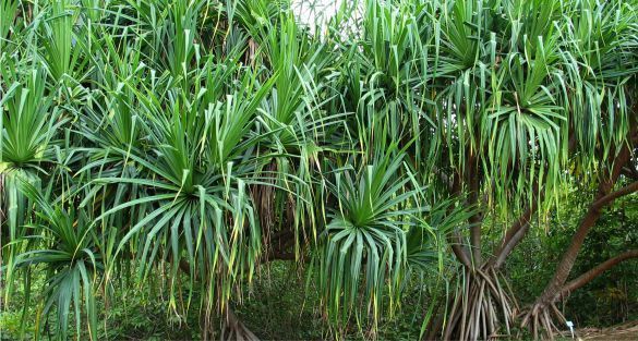 Pandanus كاذي