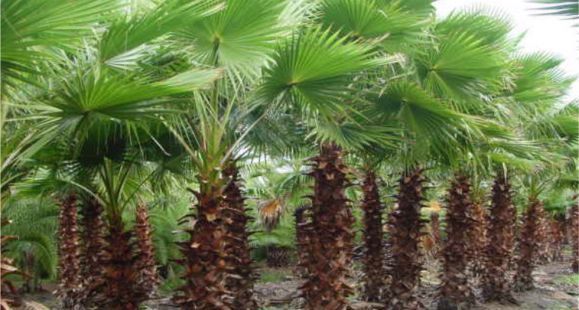 شجرة النخيل Palm Tree