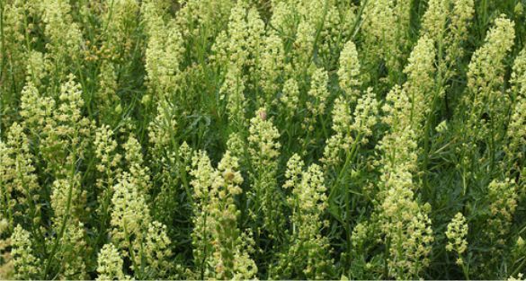 reseda بليحاء
