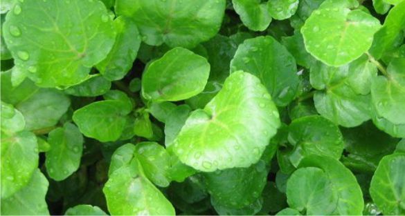 watercress جرجير الماء