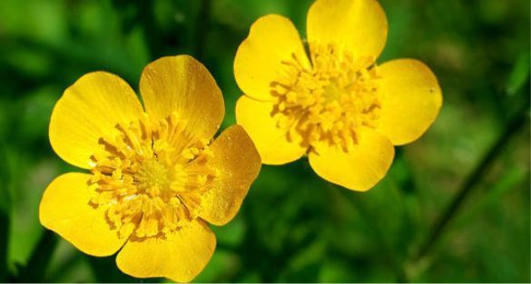 Buttercup حوذان