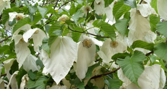 Dove tree شجرة المناديل