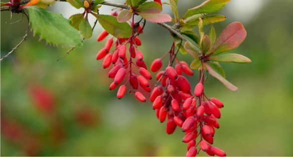 Barberry برباريس
