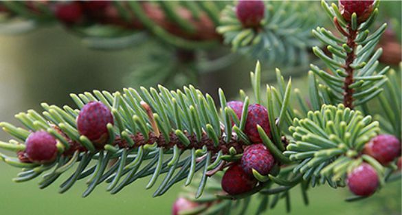 Black Spruce تنوب مارياني