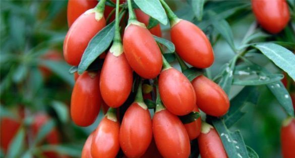 Goji Berries غوجي بيري