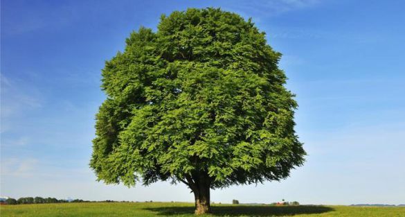 الزان Beech