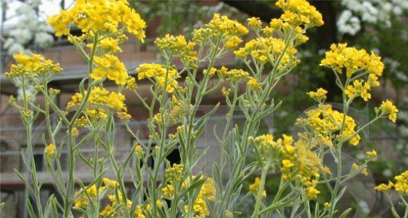 Alyssum أليس