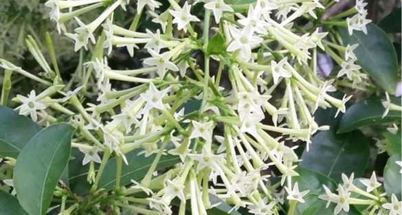 Night Blooming Jasmine مسك الليل