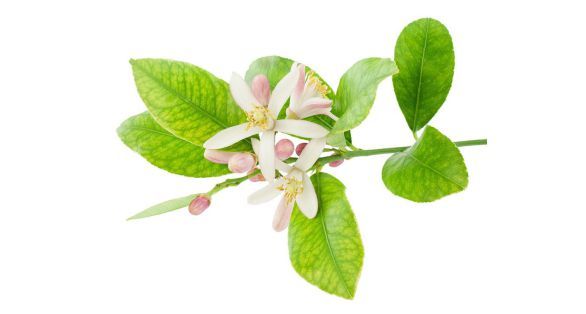 Lemon Blossom زهر الليمون
