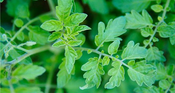 ورق البندورة Tomato leaves