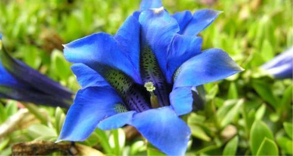 الكوشاد Gentiana