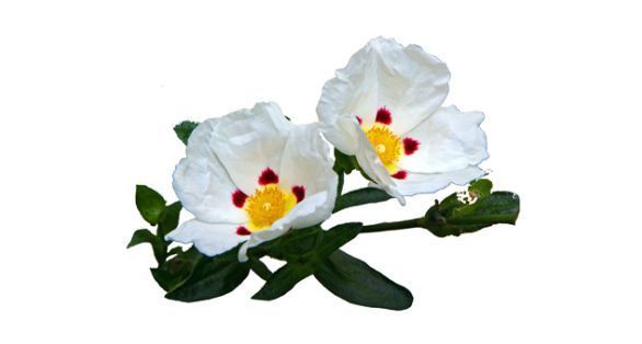 القريضة Labdanum